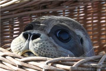 Seehund Freya schaut an einem Strand der ostfriesischen Insel Juist kurz vor seiner Auswilderung aus seinem Korb. Es handelte sich um die erste Auswilderungsfahrt der Seehundaufzuchtstation Norddeich in diesem Jahr. 