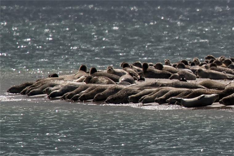 Rekord-Zahl von jungen Seehunden in der Nordsee Seehunde liegen am Strand.