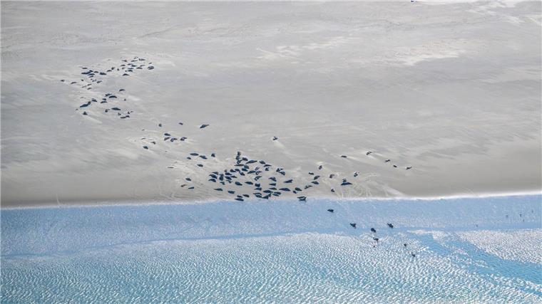 Seehunde im Wattenmeer werden wieder aus der Luft gezählt Seehunde und Kegelrobben liegen auf einer Sandbank.