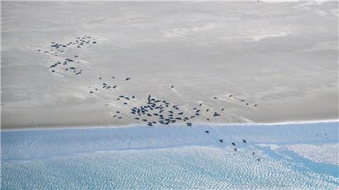 Seehunde und Kegelrobben liegen auf einer Sandbank.