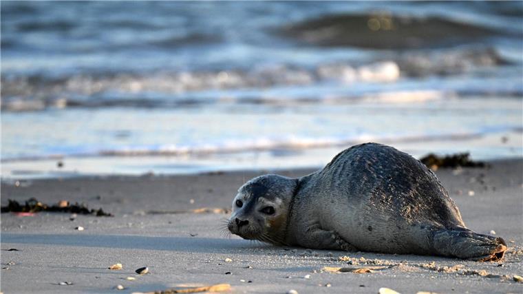 Seehunde zählen zu den größten Meeresraubtieren im Wattenmeer. (Archivbild)