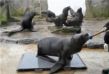Seelöwen Babbie wiegt 122 Kilogramm.