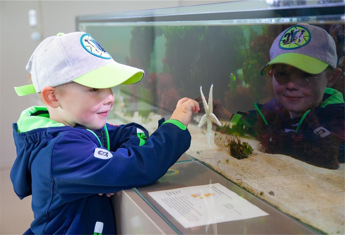 Wurster Nordseeküste: Auf ins „KinderFerienLand“ Seesterne (fast) zum Anfassen: Fiete (3) aus Warstein ist begeistert vom Nordseeaquarium im Nationalpark-Haus Wurster Nordseeküste in Dorum-Neufeld.