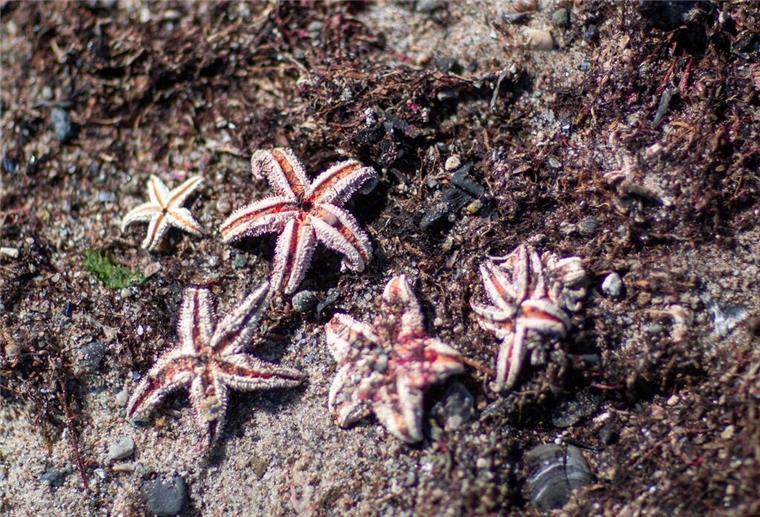 Getrocknete Seesterne liegen am Ostseestrand