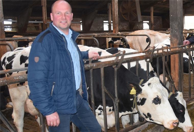 Zurück in den heimischen Stall in Rockstedt Andreas Heins steht im Stall mit Kühen im Hintergrund
