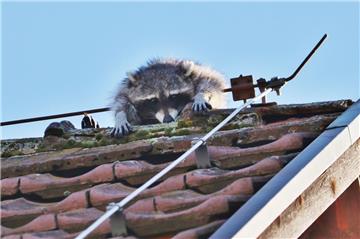 Seinen Dachbesuch bereute dieser Waschbär schnell. Er verfing sich im Blitzableiter.