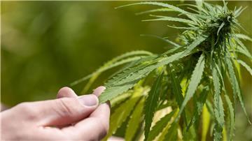 Seit 1. Juli dürfen in Deutschland Cannabis-Anbauvereine zugelassen werden. (Symbolbild)