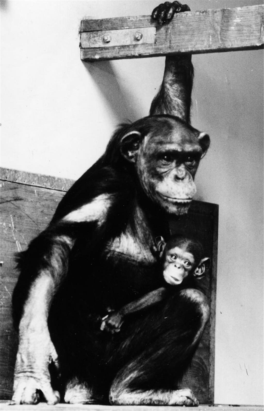 Seit 1934 gibt es Schimpansen im Zoo am Meer. Foto: NZ-Archiv