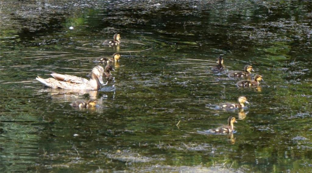 Seit dem Wochenende ist wieder eine  Ente mit neun Küken im Holzhafen. Die Famil...