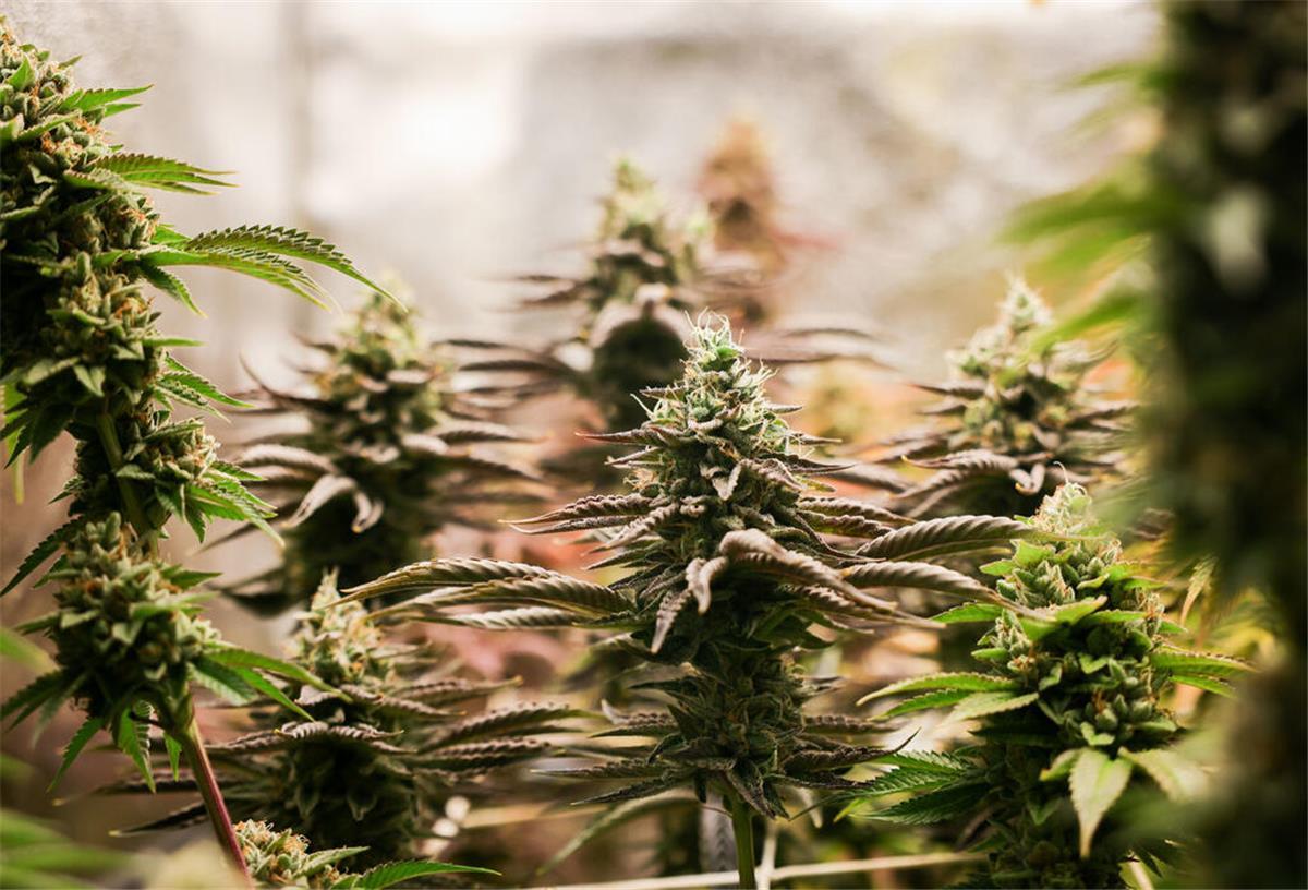 Ein Jahr später: So wirkt die Cannabis-Reform in Niedersachsen Cannabispflanzen werden angebaut