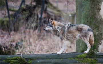 Seit Frühjahr vergangenen Jahres greift ein Leitwolf des Rodewalder Rudels im Kreis Nienburg wieder Schafe, Rinderherden und Fohlen an. 