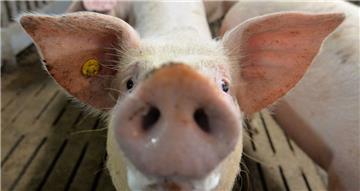 Seit Schließung des Zevener Schlachthofs müssen Landwirte ihre Schweine deutlich weiter transportieren.