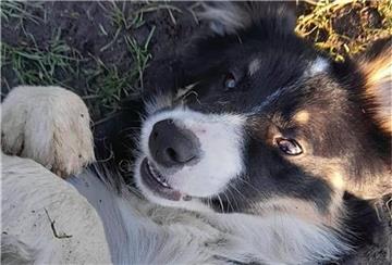Seit über einer Woche vermissen die Betreiber der „Milchtankstelle“ Border Collie Knut.