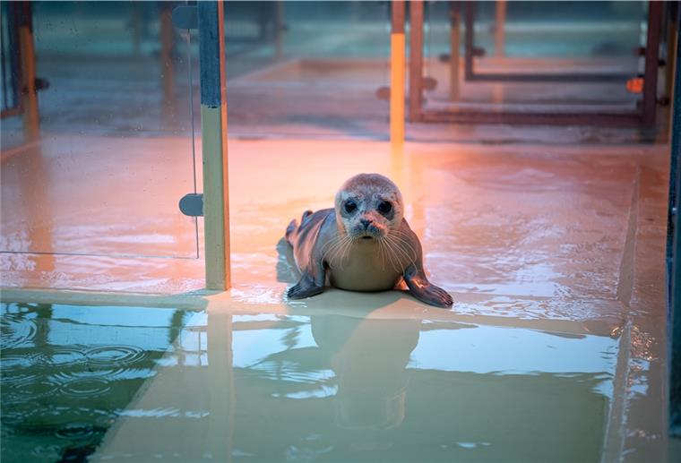 Selbst die Seehunde in der Nordsee haben wohl die Folgen der Corona-Pandemie zu spüren bekommen: Als viele Urlauber im Sommer an die Küste strömten, wurden Mütter und Jungtiere vermehrt gestört. 