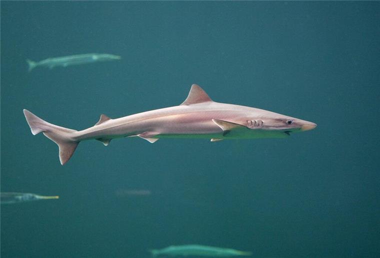 Haigebiet vor deutscher Nordseeinsel entdeckt - WWF hat Forderungen Ein Hundshai im Wasser.