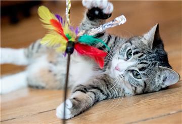 Katze spielt mit Katzenspielzeug
