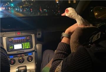 Ente im Streifenwagen