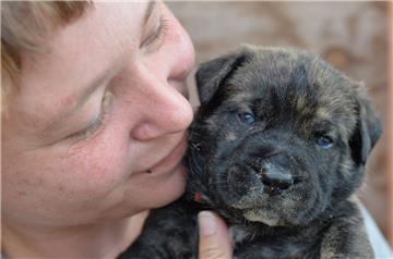 Sie bekommt kaum Schlaf, ist aber trotzdem glücklich: Anja Köhler kümmert sich neben der Doggen-Mama um die vier Wochen alten 17 Welpen.