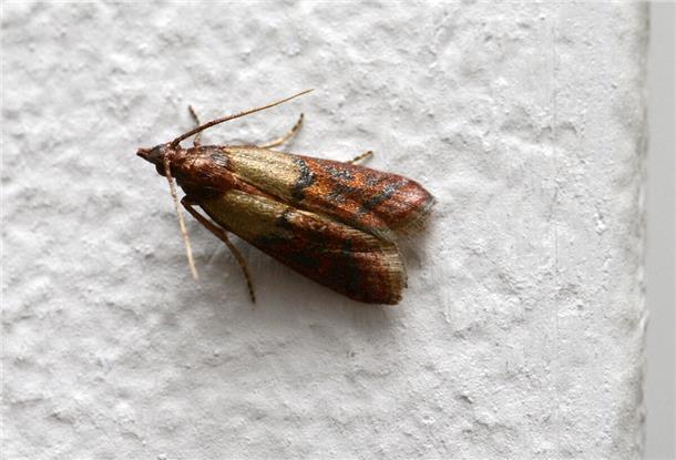 Befällt Trockenobst, Nüsse, Kakao, Kräuter und Gewürze: die Dörrobstmotte.