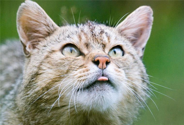 Es wird wild: Wildkatzen sollen wieder durch niedersächsische Wälder streifen Wildkatze