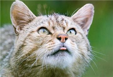 Wildkatze