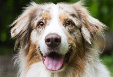 Sie spielen weniger, fressen schlechter und zeigen sich ängstlicher: Auch Hunde trauern um den Verlust von Artgenossen, mit denen sie zusammengelebt haben.
