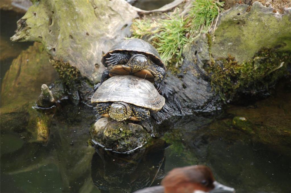 Sie war übrigens das Reptil des Jahres 2015 in Deutschland.