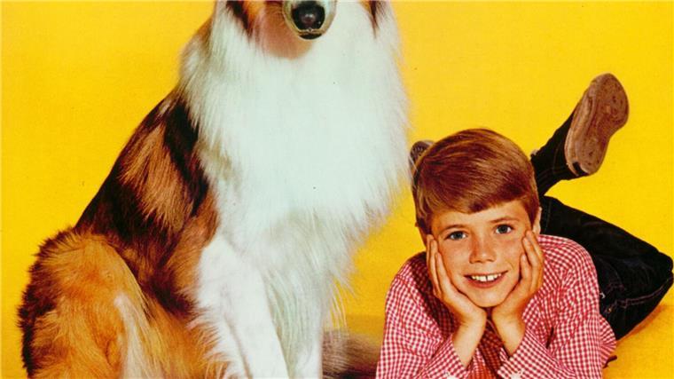 Timmy aus „Lassie“: Hundeliebhaber Jon Provost wird 75 Sieben Jahre lang stand der Kinderstar Jon Provost als Timmy vor der Kamera. (Handout)