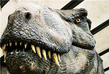 Sieht schon etwas gruselig aus: der T-Rex aus der Ausstellung.