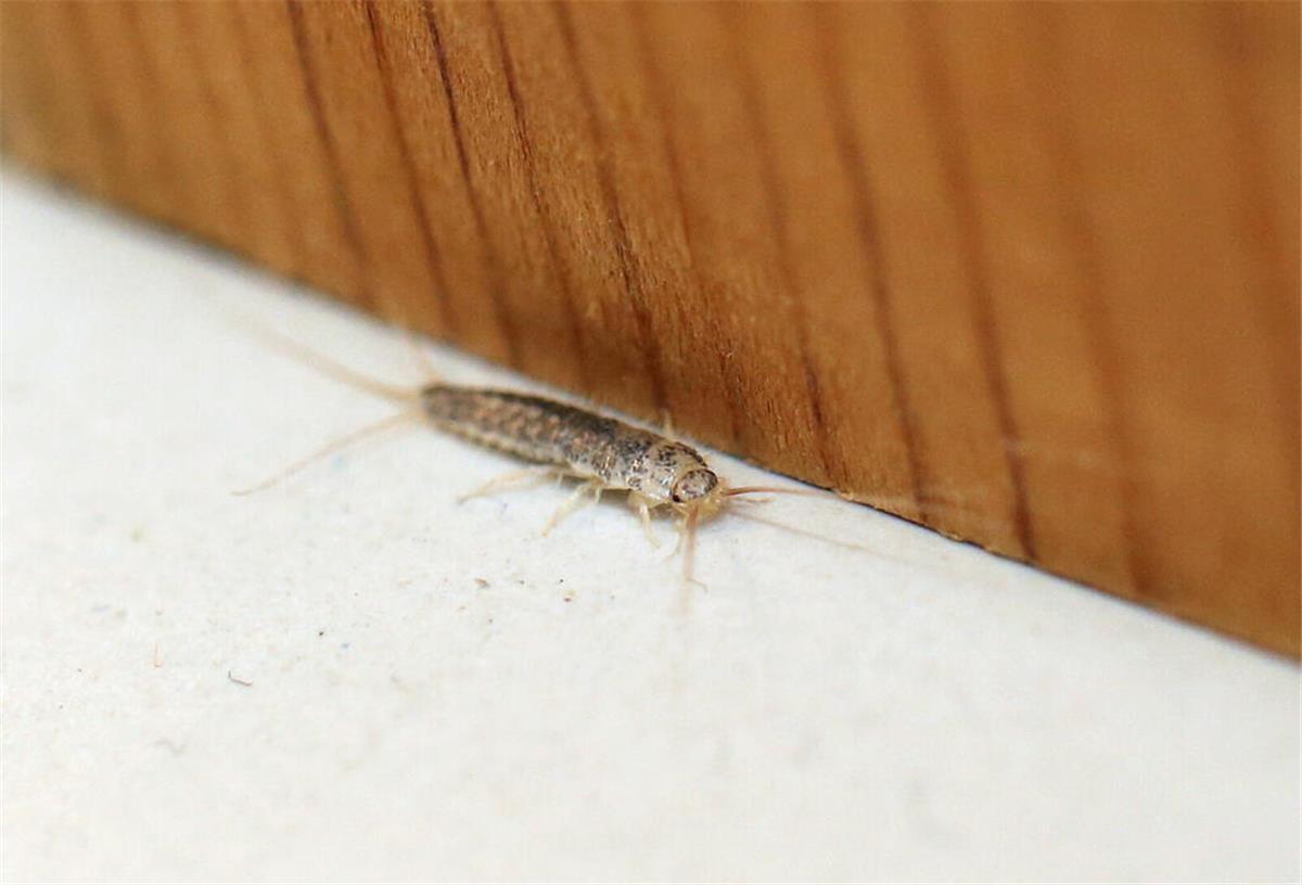 Ein Silberfischchen krabbelt pber einen Fliesenboden.