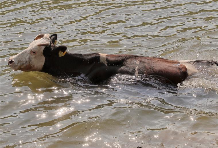 So ähnlich muss es ausgesehen haben, als die Kuh von der Maas mitgerissen wurde. Bei dem Tier auf dem Foto handelt es sich allerdings um eine Kuh aus Rumänien, die in einem Fluss badet. 