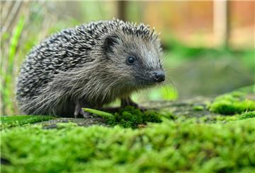 So erkennen und versorgen Sie hilfsbedürftige Igel im Herbst
