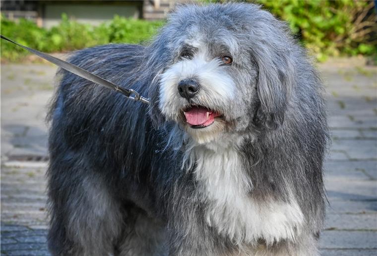 So flauschig: Bearded Collie-Rüde Loui nach der Pflege und mit der neuen Frisur. 