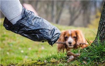 So ist es richtig: Hundekot mit dem Beutel aufnehmen und ihn dann ordnungsgemäß entsorgen. 