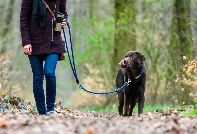 So ist‘s richtig: Während der Brut- und Setzzeit gehören Hunde an die Leine.