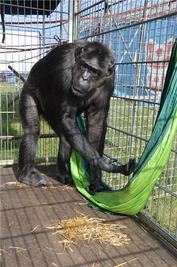 So lebt Robby im Zirkus Belly. Foto: Schoener