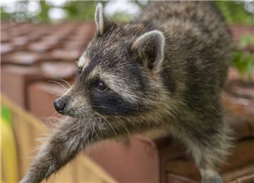 Waschbär