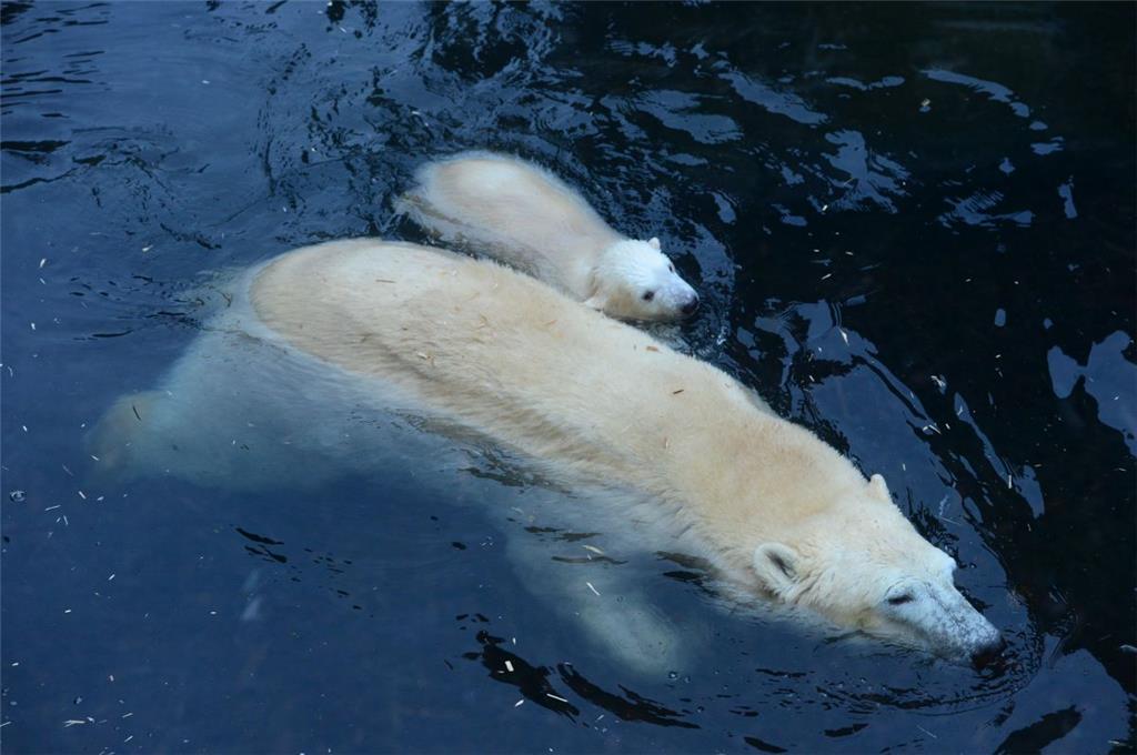 So richtig sicher ist es nur mit Mama Valeska. Auch die Eisbärenmama aus dem Zoo...