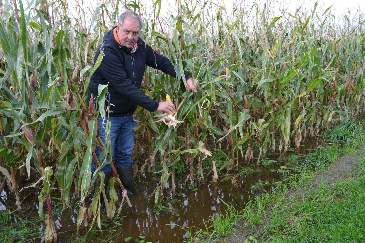Unwetter und Verzögerungen: Maisernte im Cuxland wird zur Schlammschlacht So schlimm sieht es zum Teil auf den Maisäckern im Cuxland aus: Dirk Tramsen, Bauer aus Spieka-Neufeld, steht knöcheltief im Wasser.