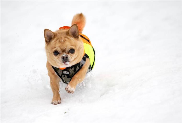 Während es in Deutschland mild und regnerisch ist, haben eisige Temperaturen Finnland fest im Griff. Wer trotzdem raus muss, packt sich warm ein - das gilt auch für Hunde. Foto: Jussi Nukari/Lehtikuva/dpa