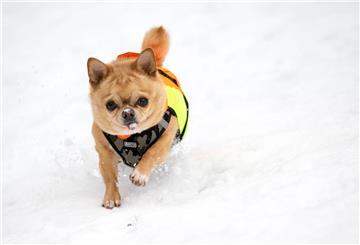 Während es in Deutschland mild und regnerisch ist, haben eisige Temperaturen Finnland fest im Griff. Wer trotzdem raus muss, packt sich warm ein - das gilt auch für Hunde. Foto: Jussi Nukari/Lehtikuva/dpa