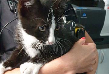 So sieht die Fund-Katze aus Lehe. 