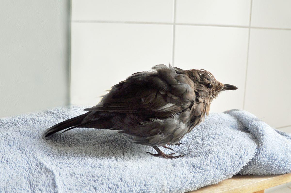 Usutu-Virus: Experten warnen vor neuem Amselsterben So sieht ein Vogel aus, wenn er mit dem Usutu-Virus infiziert ist. Augenfällig: Das Gefieder ist einem besonders schlechten Zustand.