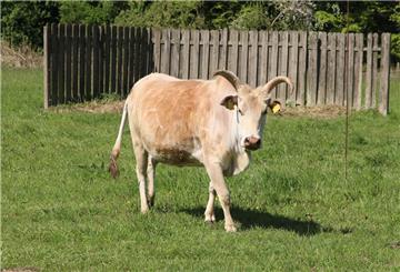 So sieht ein Zebu aus Brake aus - die Rinderrasse ist in der Region selten.