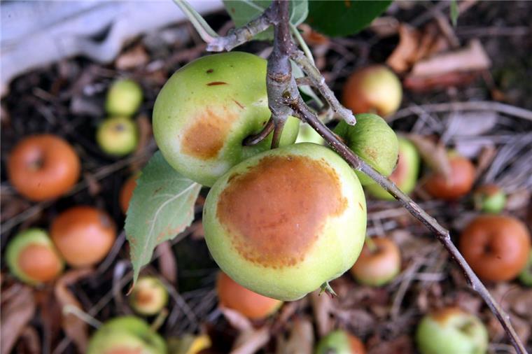 Bei Hitzewellen bekommen Äpfel einen Sonnenbrand So sieht er aus : Der von den Landwirten als Sonnenbrand bezeichnete Hitzeschaden auf Äpfeln.