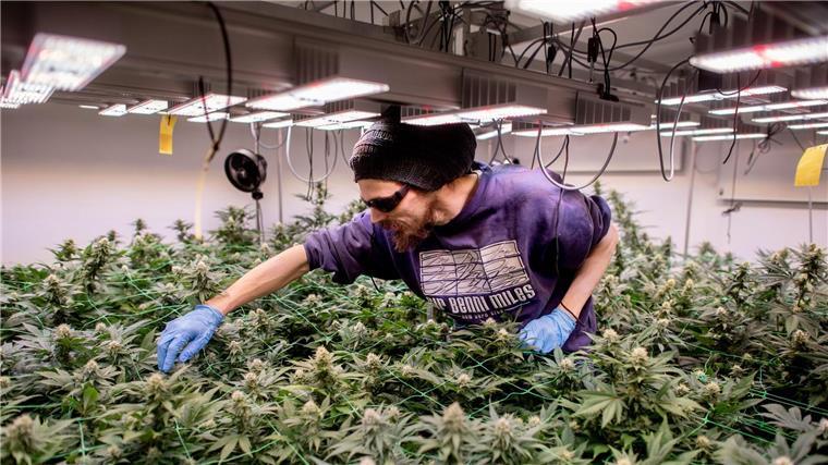 So sieht legaler Anbau aus: In Cannabis-Clubs darf seit einem Jahr ganz offiziell gegärtnert werden. (Archivbild)