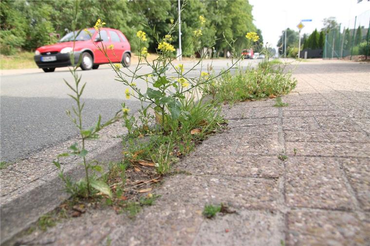 So sollen Gehwege in Nordenham zukünftig nicht mehr aussehen: Die Stadt hat jetzt Tausende Faltblätter verschickt, um die Bürger an ihre Pflichten zu erinnern.