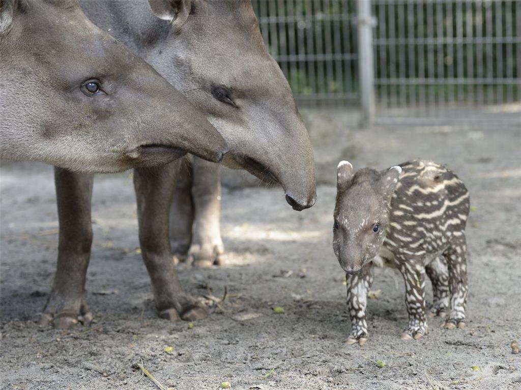 So süß ist das Tapirbaby im Jaderpark. - Foto: Rolf Voss/Jaderberg