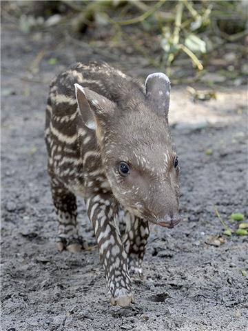 So süß ist das Tapirbaby im Jaderpark. - Foto: Rolf Voss/Jaderberg