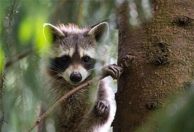 Ein Waschbär klettert im Wildpark Neuhaus auf eine Fichte.